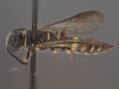 Sapyga louisi by the Smithsonian. Used under a CC0 license.