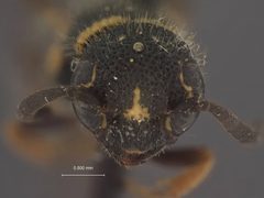 Sapyga louisi by the Smithsonian. Used under a CC0 license.