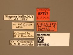 Sapyga louisi by the Smithsonian. Used under a CC0 license.