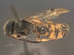 Sapyga pelopaei by the Smithsonian. Used under a CC0 license.