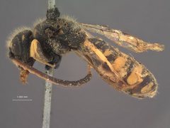 Sapyga pelopaei by the Smithsonian. Used under a CC0 license.