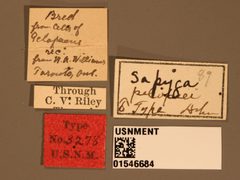 Sapyga pelopaei by the Smithsonian. Used under a CC0 license.