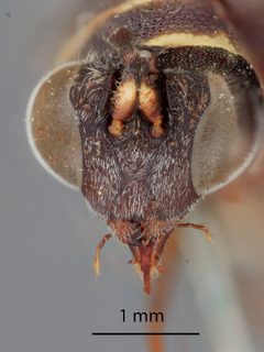 Scelio pulchellus by the Smithsonian. Used under a CC0 license.