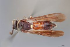 Scelio pulchellus by the Smithsonian. Used under a CC0 license.