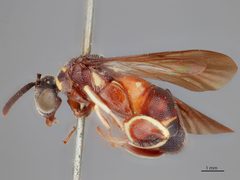 Scelio pulchellus by the Smithsonian. Used under a CC0 license.