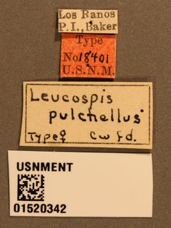 Scelio pulchellus by the Smithsonian. Used under a CC0 license.
