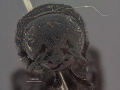 Triscolia bella by the Smithsonian. Used under a CC0 license.