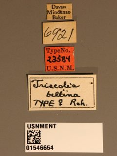 Triscolia bellina by the Smithsonian. Used under a CC0 license.