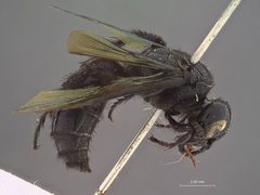 Triscolia bellina by the Smithsonian. Used under a CC0 license.
