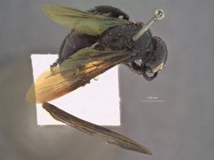 Triscolia bellina by the Smithsonian. Used under a CC0 license.