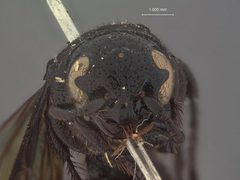 Triscolia bellina by the Smithsonian. Used under a CC0 license.