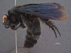 Triscolia philippinensis by the Smithsonian. Used under a CC0 license.