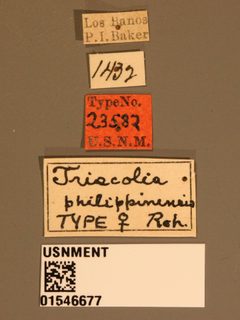 Triscolia philippinensis by the Smithsonian. Used under a CC0 license.