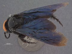 Triscolia philippinensis by the Smithsonian. Used under a CC0 license.