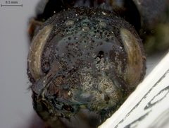 Eriotremex brevicornis by the Smithsonian. Used under a CC0 license.