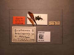 Eriotremex brevicornis by the Smithsonian. Used under a CC0 license.