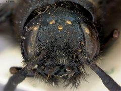 Eriotremex foveopygus by the Smithsonian. Used under a CC0 license.