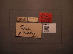 Sirex fiskei by the Smithsonian. Used under a CC0 license.