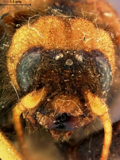 Sirex matsumurae by the Smithsonian. Used under a CC0 license.