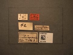 Sirex matsumurae by the Smithsonian. Used under a CC0 license.