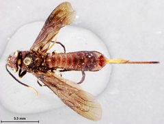 Sirex taxodii by the Smithsonian. Used under a CC0 license.