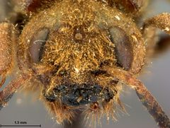 Tremex similis by the Smithsonian. Used under a CC0 license.