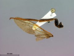 Tremex similis by the Smithsonian. Used under a CC0 license.