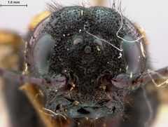 Xeris himalayensis by the Smithsonian. Used under a CC0 license.