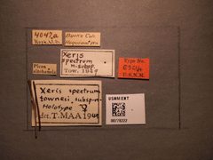 Xeris spectrum townesi by the Smithsonian. Used under a CC0 license.