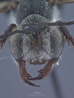 Ammophila mitlaensis by the Smithsonian. Used under a CC0 license.