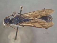 Chalybion lividum by the Smithsonian. Used under a CC0 license.