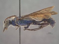 Chalybion lividum by the Smithsonian. Used under a CC0 license.