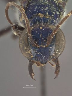 Chalybion lividum by the Smithsonian. Used under a CC0 license.