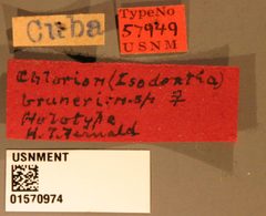 Chlorion brunneri by the Smithsonian. Used under a CC0 license.
