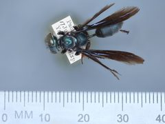 Isodontia bipunctata by the Smithsonian. Used under a CC0 license.
