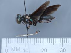 Isodontia bipunctata by the Smithsonian. Used under a CC0 license.