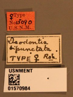 Isodontia bipunctata by the Smithsonian. Used under a CC0 license.