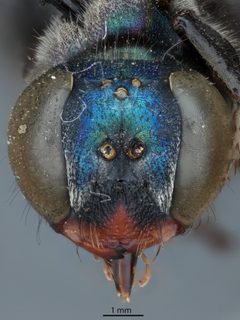 Isodontia bipunctata by the Smithsonian. Used under a CC0 license.