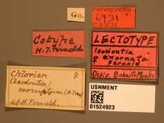 Isodontia exornata by the Smithsonian. Used under a CC0 license.