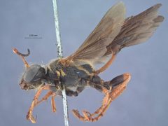 Isodontia exornata by the Smithsonian. Used under a CC0 license.