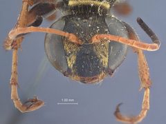Isodontia exornata by the Smithsonian. Used under a CC0 license.