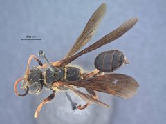 Isodontia exornata by the Smithsonian. Used under a CC0 license.