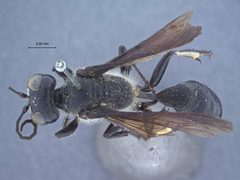 Isodontia macrocephala cinerea by the Smithsonian. Used under a CC0 license.