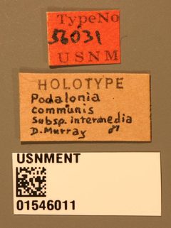 Podalonia communis intermedia by the Smithsonian. Used under a CC0 license.