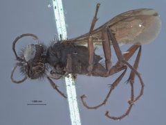 Podalonia sonorensis differentia by the Smithsonian. Used under a CC0 license.