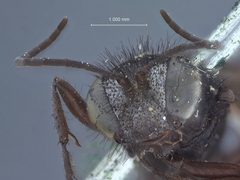 Podalonia sonorensis differentia by the Smithsonian. Used under a CC0 license.