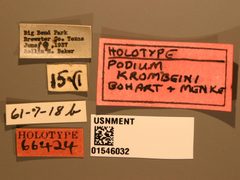 Podium krombeini by the Smithsonian. Used under a CC0 license.
