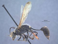 Sceliphron (Prosceliphron) deforme femorale by the Smithsonian. Used under a CC0 license.