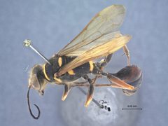 Sceliphron (Sceliphron) deforme taiwanum by the Smithsonian. Used under a CC0 license.
