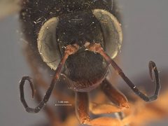 Sceliphron luzonensis by the Smithsonian. Used under a CC0 license.